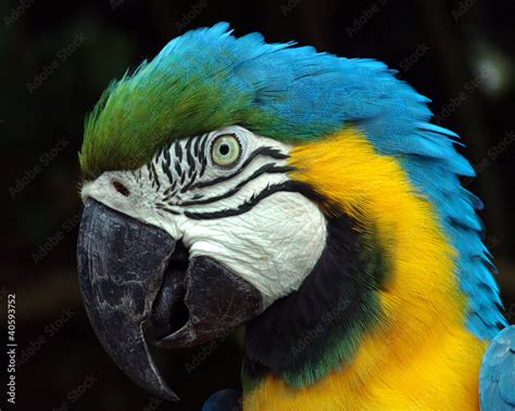 Arara-azul Stock Photo | Adobe Stock