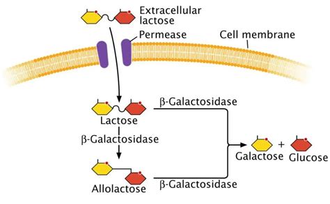 Lac Operon: Mechanism and Regulation • Microbe Online