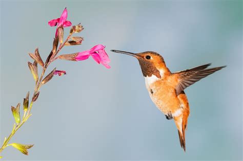 So Tiny but So Mighty: An Investigation on the Hummingbirds – LITTLE GREEN GUARDS®