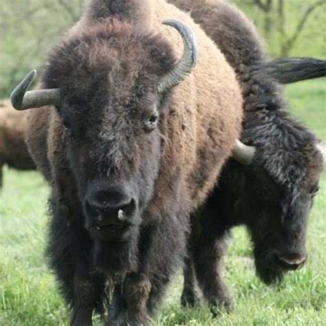 Affordable Bison Products | Bison Farm Tours