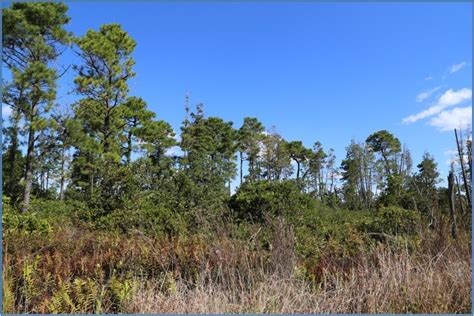 Case Study: Pocosin Lakes Restoration