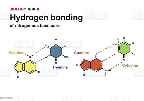 Biology Diagram Show Hydrogen Bond Of Dna Nitrogenous Base Pair Stock ...