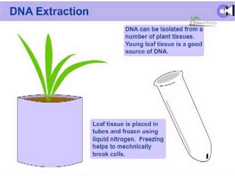 DNA extraction from plants - YouTube