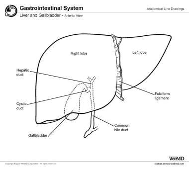 Gall Bladder Sheet Coloring Pages