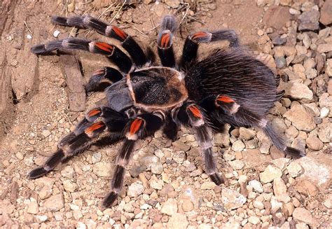 Female Brachypelma auratum (Mexican Flame-knee Tarantula) in nr. Ciudad Altamirano, State of ...