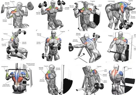 The 10 Best Shoulder Building Exercises for Bodybuilding Beginners ~ multiple fitness