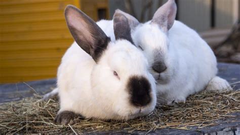 Californian Rabbit Guide - A Breed History - LittleFurryPets