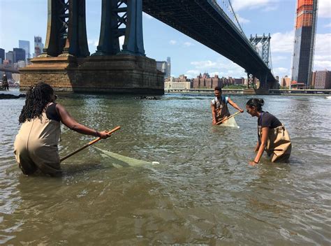 Seining in the East River - Brooklyn Bridge Park