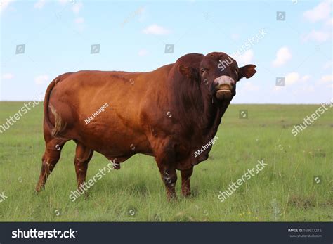 Bonsmara Cattle Field South Africa Stock Photo 169977215 | Shutterstock