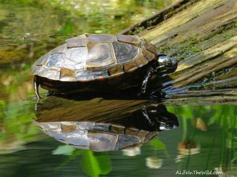 Painted Turtle Food In The Wild - Recipe Collections