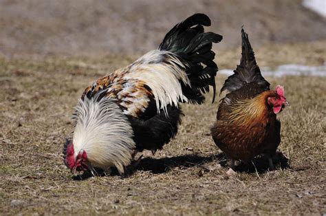 Rooster vs Chicken: What’s the Difference? - AZ Animals