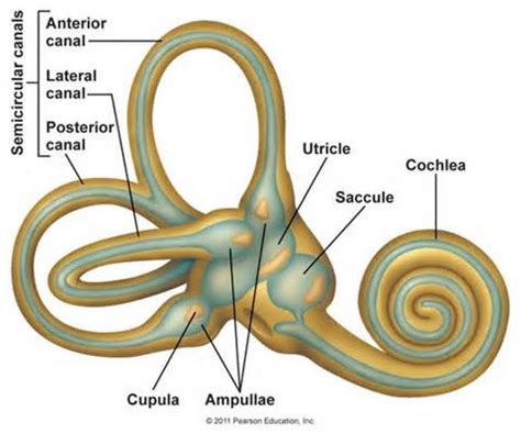 The Vestibular System - Las Vegas Neuro-Focused Fitness, Personal Training and Nutrition Coaching