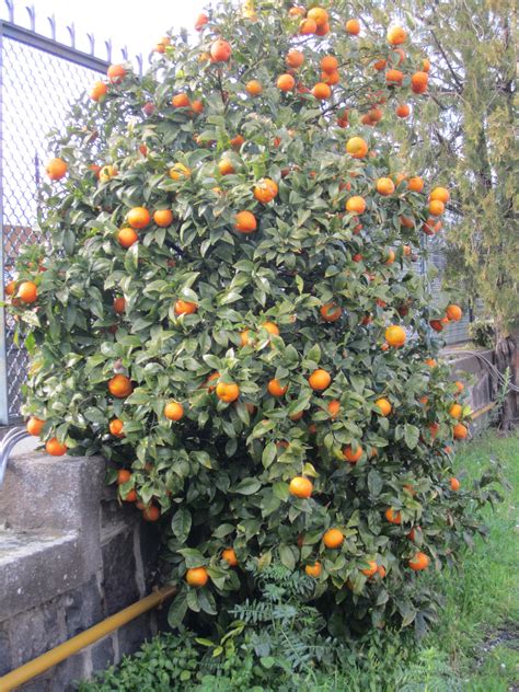 Orange 'Cara Cara' | Orange tree, Plants, Backyard