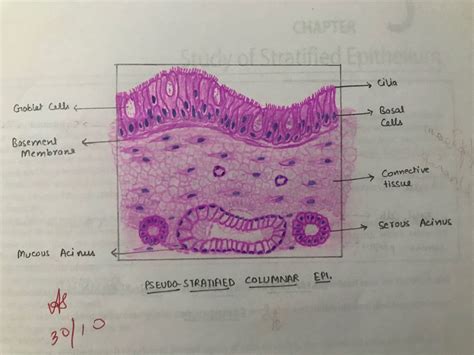 Pseudostratified Columnar Epithelium Drawing - Drawing.rjuuc.edu.np