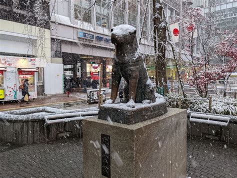 Hachiko Statue: The Loyal Dog Of Shibuya