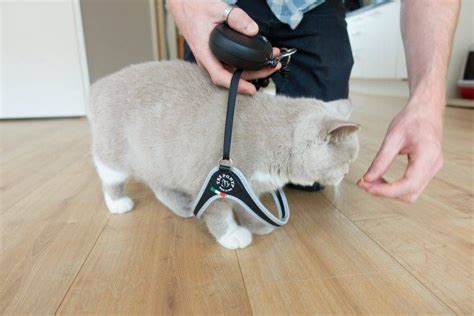 Training a cat to wear a harness - Vivianne Yi Wei | Cat training, Cat ...