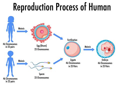 proceso de reproducción de infografía humana 1520173 Vector en Vecteezy