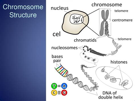 PPT - Eukaryotic Cell Division PowerPoint Presentation, free download - ID:2154851