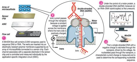 Nanopore sequencing – rapid insights in real time | Print Edition - The Sunday Times, Sri Lanka