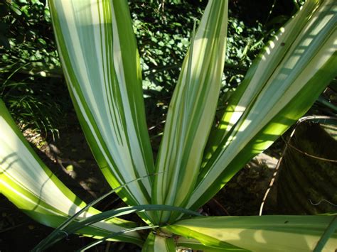 Furcraea gigantea 'Variegata' | Mauritius Hemp | Giant False Agave ...