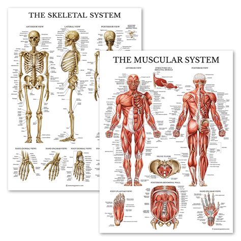 Buy Palace Learning Muscular & Skeletal System Anatomical Set ...