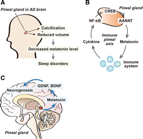 Pineal gland dysfunction in Alzheimer’s disease: relationship with the immune-pineal axis, sleep ...