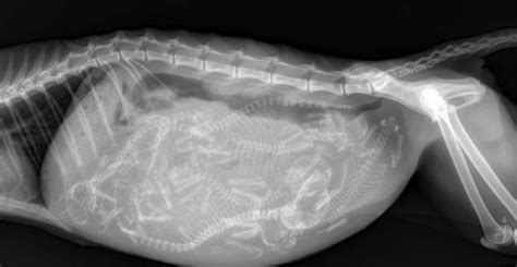 X-ray image of a pregnant cat with six kittens. | Pregnant cat, Pregnant dog, X ray