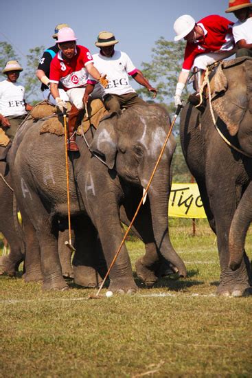 Arabia Tigress clinch the Nepalese Elephant Polo Tournament - NewsNews