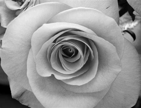 🔥 [80+] Black And White Rose Wallpapers | WallpaperSafari