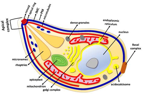 The major organelle structures of T. gondii tachyzoite. Tachyzoite is a... | Download Scientific ...