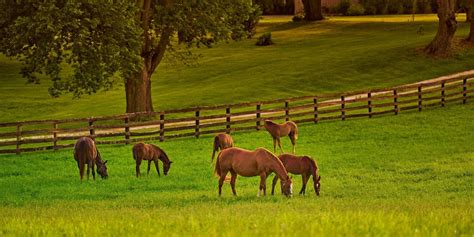 Lexington Farms for Sale: View All Farm Properties in Lexington, KY