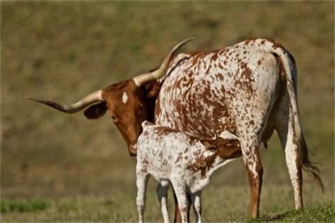 Texas Longhorn Cattle - Arriba Vista Ranch