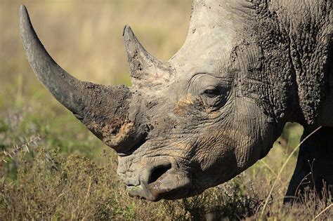 Read our Top 8 Rhino Facts! | The Great Projects