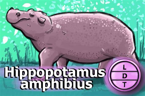 Why is the Grass-Eating Hippopotamus Among the Deadliest Mammals?