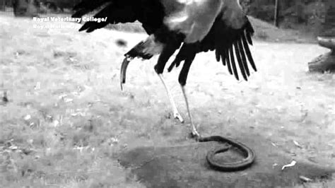 Snake-hunting secretary birds - YouTube