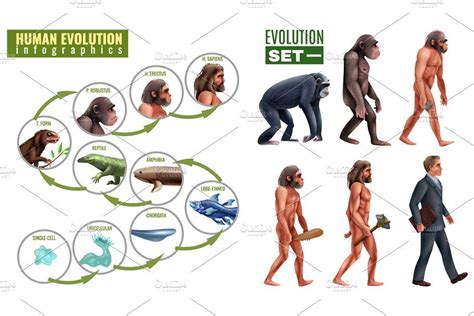 Darwin Evolution Theory | Darwin evolution, Evolution, Theories