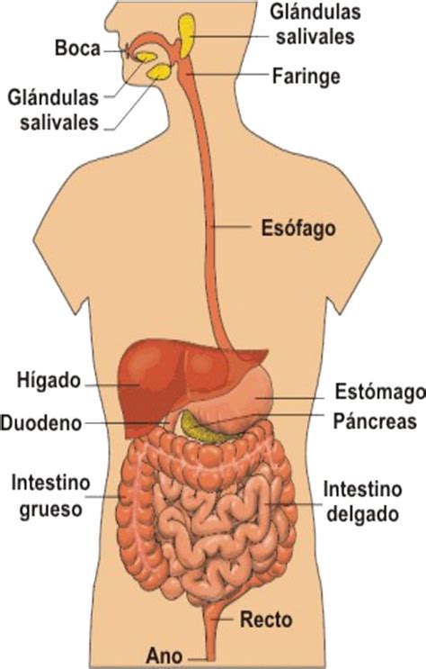 Imágenes del aparato digestivo | Imágenes