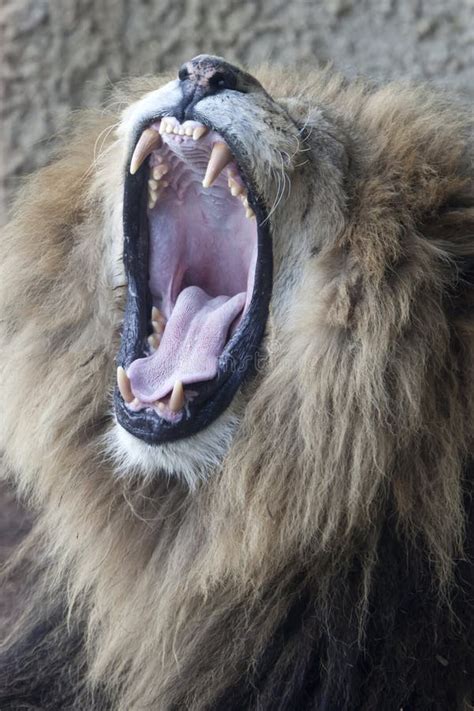 Male African Lion stock image. Image of animal, hunter - 70505127