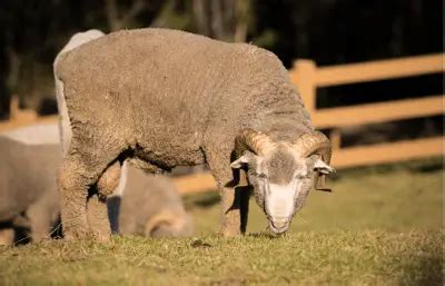 Best Sheep for Wool: Top 8 Sheep Breeds for Wool – Savvy Farm Life