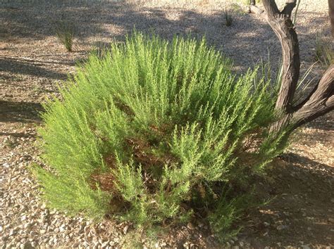 Ericameria laricifolia Aguirre™ (Turpentine Bush) - Mountain States ...