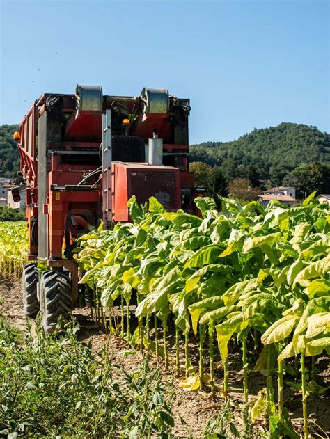 Harvesting tobacco leaves with harvester tractor | Stock image | Colourbox