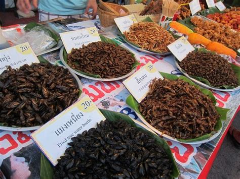 Edible Insects: How to Know Which You Can Eat