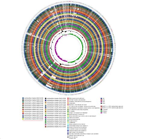 Whole genome alignments of the coding sequences from the Lactobacillus... | Download Scientific ...