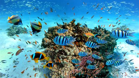 Paradise Island Hurghada | Best Snorkeling Day Trip in Hurghada Egypt