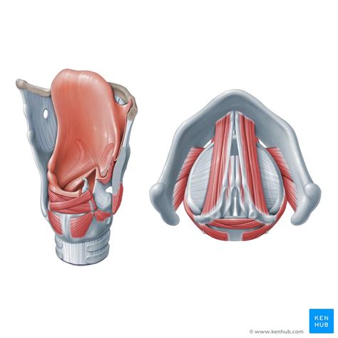 Muscles of the larynx: Anatomy, function, diagram | Kenhub