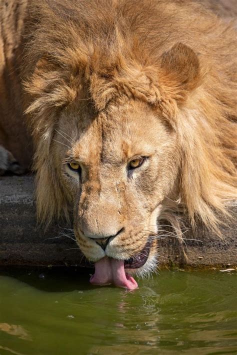 lion drinking water image 9 | Water images, Drinking water, Water