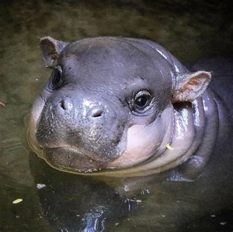 The Toronto Zoo’s new baby hippo : r/aww