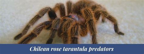 Best 10 Chilean rose tarantula facts, habitat, diet - Zoological World