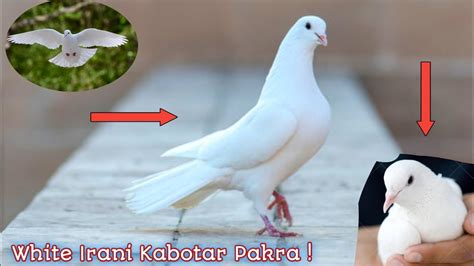 White Irani Kabotar Pakra || New Kabotar Pakrne ki video || Kabootar ...