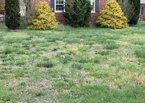 6 Reasons You Can't Kill Weeds in your Lawn - Dogwood Landscaping